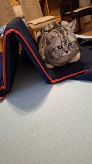 Reinrassige BKH Deckkater black silver classic tabby Bild 3