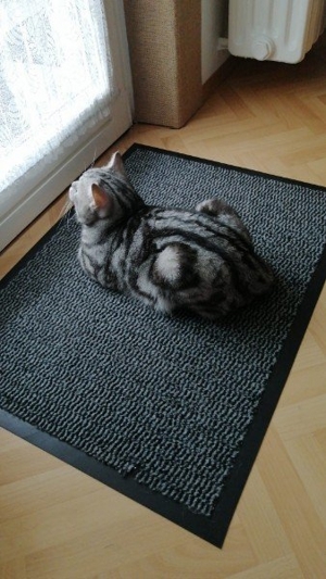 Reinrassige BKH Deckkater black silver classic tabby Bild 6