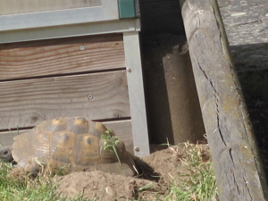 Maurische Landschildkröten Testudo graeca aus 2021, 2022 und 2023 Bild 2