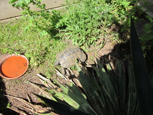 Maurische Landschildkröten Testudo graeca aus 2021, 2022 und 2023 Bild 6
