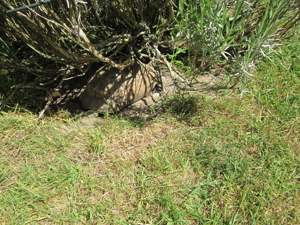 Maurische Landschildkröten Testudo graeca aus 2021, 2022 und 2023 Bild 8