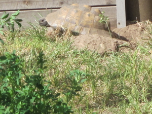 Maurische Landschildkröten Testudo graeca aus 2021, 2022 und 2023 Bild 3