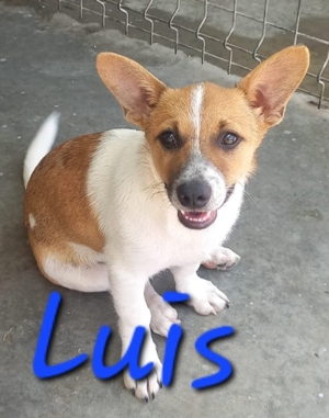 Luis