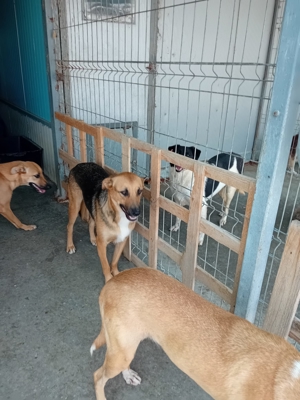 Wer will Leon ein Zuhause schenken ? Bild 7