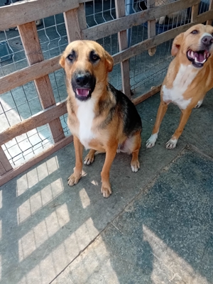 Wer will Leon ein Zuhause schenken ? Bild 9