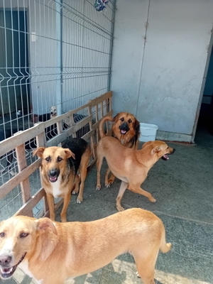 Wer will Leon ein Zuhause schenken ? Bild 6