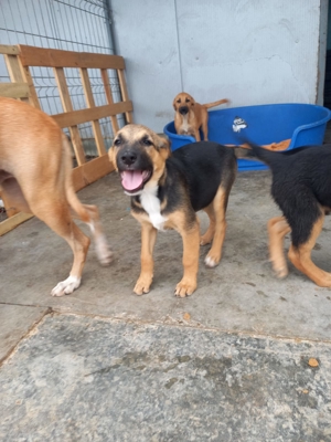 Wer will Leon ein Zuhause schenken ? Bild 2