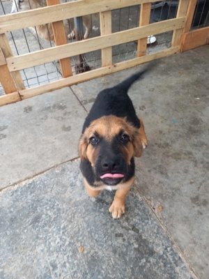 Wer will Leon ein Zuhause schenken ? Bild 3