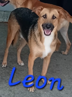 Wer will Leon ein Zuhause schenken ? Bild 5