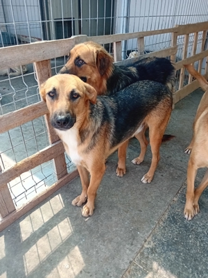 Wer will Leon ein Zuhause schenken ? Bild 8