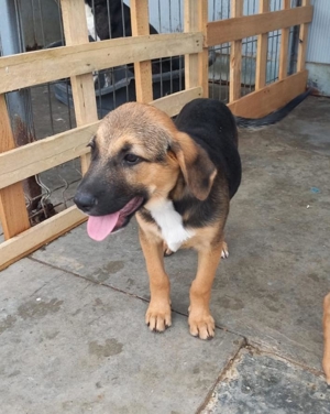 Wer will Leon ein Zuhause schenken ? Bild 4