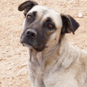 Pamina, geb. ca. 10/2016 lebt in GR auf einem Gelände auf dem die Hunde notdürftig versorgt werden