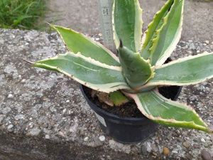 Agave, Agavenpflanze