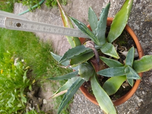 Agavenpflanze, Agave Bild 3