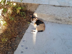 DONNA - Liebevolle Familie gesucht Bild 2