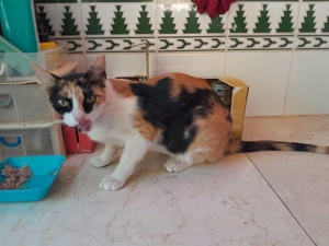 DONNA - Liebevolle Familie gesucht Bild 3