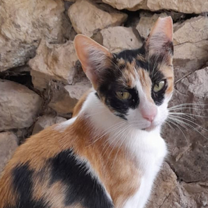 DONNA - Liebevolle Familie gesucht Bild 4