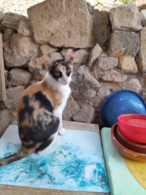 DONNA - Liebevolle Familie gesucht Bild 5