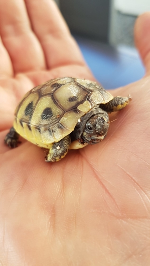 Griechische Landschildkröten