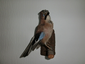 Tierpräparat Eichelhäher auf Stamm