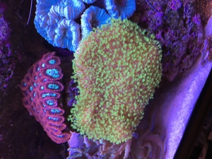 Koralle Keniabäumchen S,M,L ab 5EUR Meerwasser Aquarium Bild 7