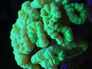 Koralle Keniabäumchen S,M,L ab 5EUR Meerwasser Aquarium Bild 4