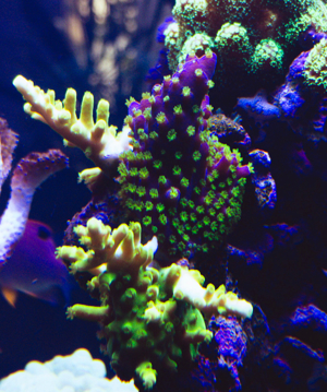 Koralle Keniabäumchen S,M,L ab 5EUR Meerwasser Aquarium Bild 3