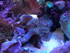 Koralle Keniabäumchen S,M,L ab 5EUR Meerwasser Aquarium Bild 5