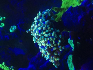 Koralle Keniabäumchen S,M,L ab 5EUR Meerwasser Aquarium Bild 6