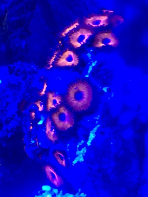 Koralle Zoanthus knall rot Red CAD Meerwasser Aquarium Bild 3