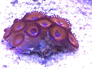 Koralle Zoanthus knall rot Red CAD Meerwasser Aquarium Bild 4