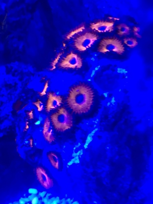 Koralle Zoanthus knall rot Red CAD Meerwasser Aquarium Bild 1