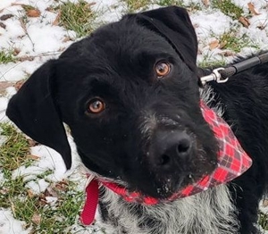 HENRY, Jagdhund Mischlg. - unkompliziert und sportlich