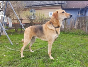 Nils - Großer Teddy mit kleinen Knopfaugen sucht Kuschelpartner in Bild 10