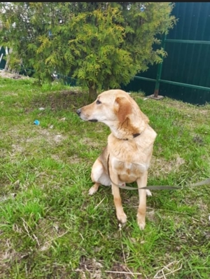 Nils - Großer Teddy mit kleinen Knopfaugen sucht Kuschelpartner in Bild 12