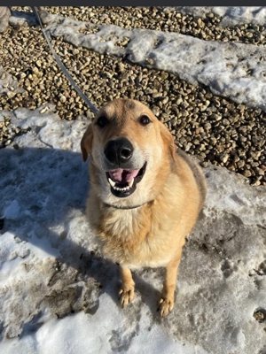 Nils - Großer Teddy mit kleinen Knopfaugen sucht Kuschelpartner in Bild 3