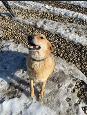 Nils - Großer Teddy mit kleinen Knopfaugen sucht Kuschelpartner in Bild 2