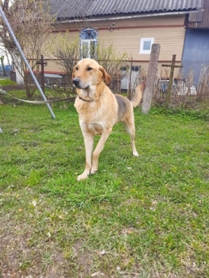 Nils - Großer Teddy mit kleinen Knopfaugen sucht Kuschelpartner in Bild 11
