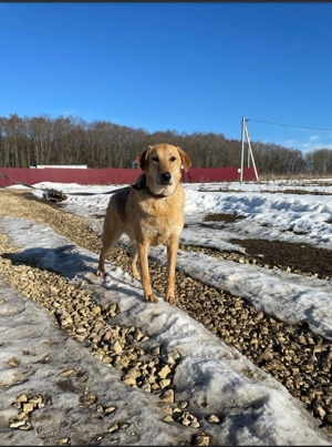 Nils - Großer Teddy mit kleinen Knopfaugen sucht Kuschelpartner in Bild 4