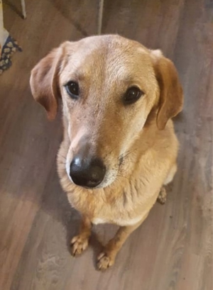 Nils - Großer Teddy mit kleinen Knopfaugen sucht Kuschelpartner in Bild 13