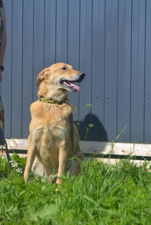 Nils - Großer Teddy mit kleinen Knopfaugen sucht Kuschelpartner in Bild 8
