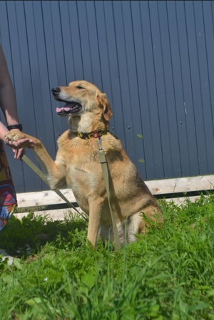 Nils - Großer Teddy mit kleinen Knopfaugen sucht Kuschelpartner in Bild 7