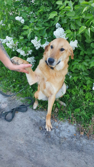 Nils - Großer Teddy mit kleinen Knopfaugen sucht Kuschelpartner in Bild 9