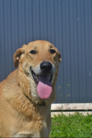 Nils - Großer Teddy mit kleinen Knopfaugen sucht Kuschelpartner in Bild 6