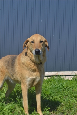 Nils - Großer Teddy mit kleinen Knopfaugen sucht Kuschelpartner in Bild 5