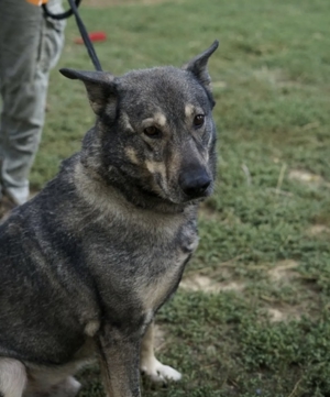 Kuksi, zZ in Ungarn, Rüde, Schäferhund, Senior, katzenverträglich, kuscheln