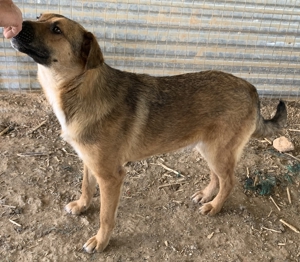 Drew, geb. ca. 05/2020, in GRIECHENLAND auf einem Gelände, auf dem Hunde notdürftig versorgt werden Bild 5