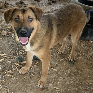 Drew, geb. ca. 05/2020, in GRIECHENLAND auf einem Gelände, auf dem Hunde notdürftig versorgt werden Bild 2
