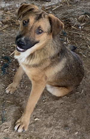 Drew, geb. ca. 05/2020, in GRIECHENLAND auf einem Gelände, auf dem Hunde notdürftig versorgt werden Bild 13