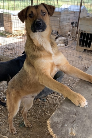 Drew, geb. ca. 05/2020, in GRIECHENLAND auf einem Gelände, auf dem Hunde notdürftig versorgt werden Bild 6